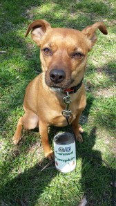 Frodo and his canned pumpkin